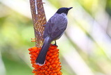Hainan BirdWatching